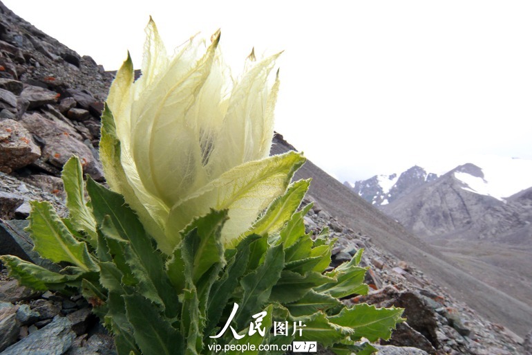 新疆哈密:雪莲花开异花衬