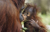 猩猩幼崽轻咬妈妈鼻头显温情