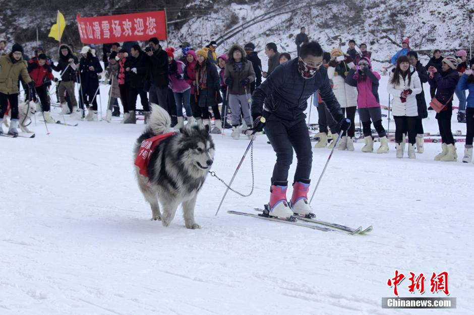 高清：河南举办宠物滑雪赛 乌龟赢兔子【5】