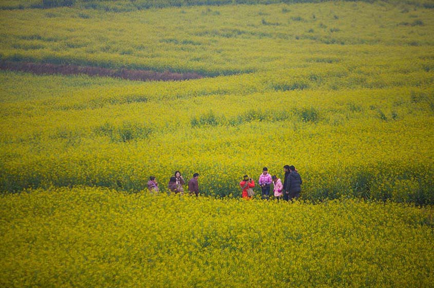 罗平旅游景点大全_罗平旅游收入