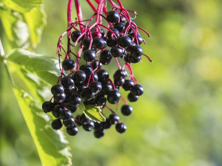 �ӹ�ľ��Elderberries�����ӹ�ľ��������������������������ơ���֦Ҷ�������к����ܲ����軯������ա�ʳ��ʱ�ǵñ��»��ݲ裬����ͻ�������ġ�Ż�µȲ�����Ӧ��