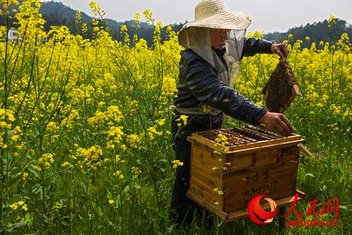 沙田万亩油7菜花基地 宁乡县旅游局供图