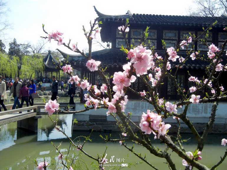 春花烂漫苏州拙政园（高清）【5】