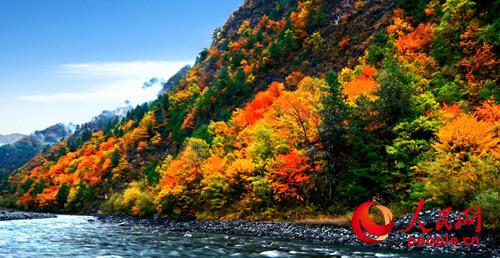��ű�ɽ-�������ĺ�Ҷ����������