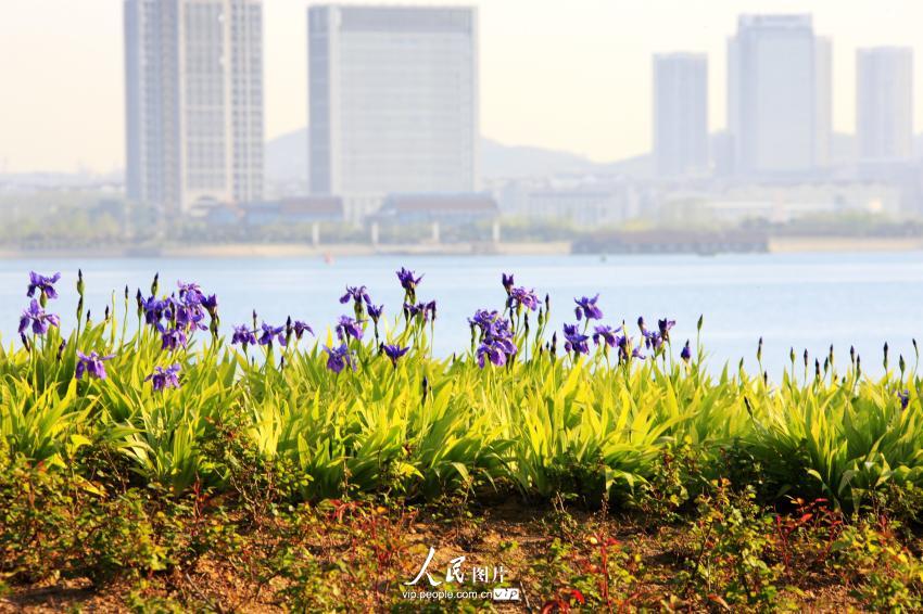 ���壺�ൺ�Ƶ��塰�ν�ս��֮�س�Ϊ�������ζȼٵء�5��