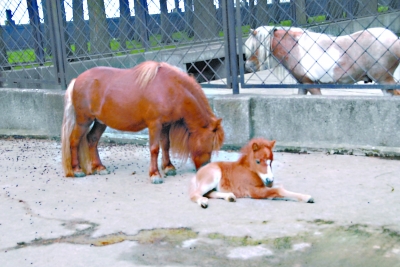 据了解,两周前武汉动物园食草区首次自然繁殖了一匹珍珠矮马,正和马