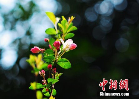 ���壺�������־� ��Ҷ����ӭ������3��