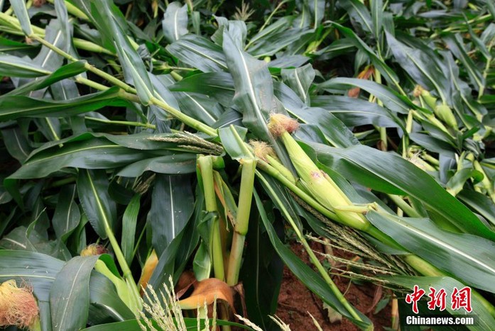 高清:江西武宁遭狂风暴雨袭击 大片玉米被刮倒