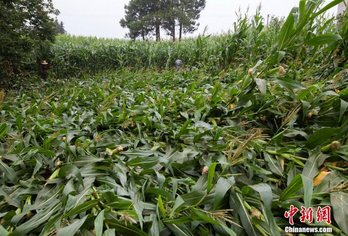高清:江西武宁遭狂风暴雨袭击 大片玉米被刮倒