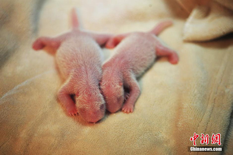 高清：成都大熊猫马年首对龙凤胎诞生 母亲娅星已产3仔