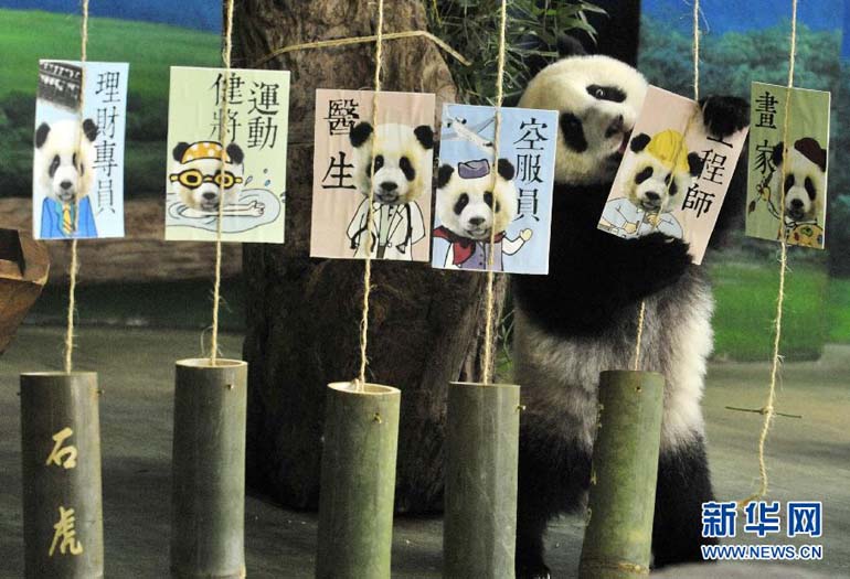 7月6日,大熊猫宝宝“圆仔”在自己的一周岁生日上“抓周”。当日是台北市动物园的大熊猫宝宝“圆仔”的一岁生日,动物园为它举办了“抓周”仪式和庆生活动。“圆仔”的一周岁生日蛋糕用苹果、菠萝、竹子、窝头和红萝卜特制而成,还用甜菜根汁染上了颜色。此前为“圆仔”进行的健康检查各项指针都显示它是个健康熊猫宝宝。新华社发(吴景腾 摄)