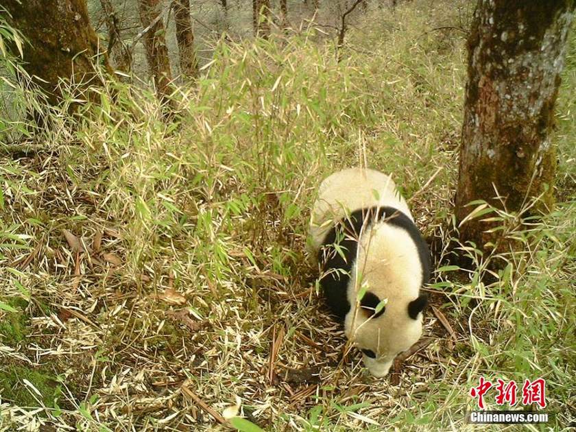 ���壺�Ĵ��������㵽��ֻҰ������èӰ��4��