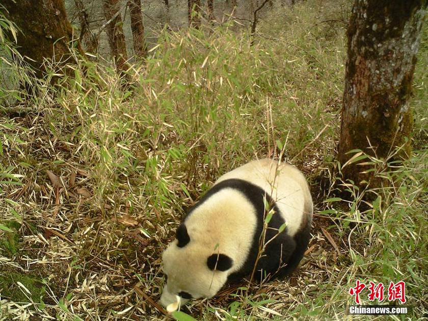 ���壺�Ĵ��������㵽��ֻҰ������èӰ��2��