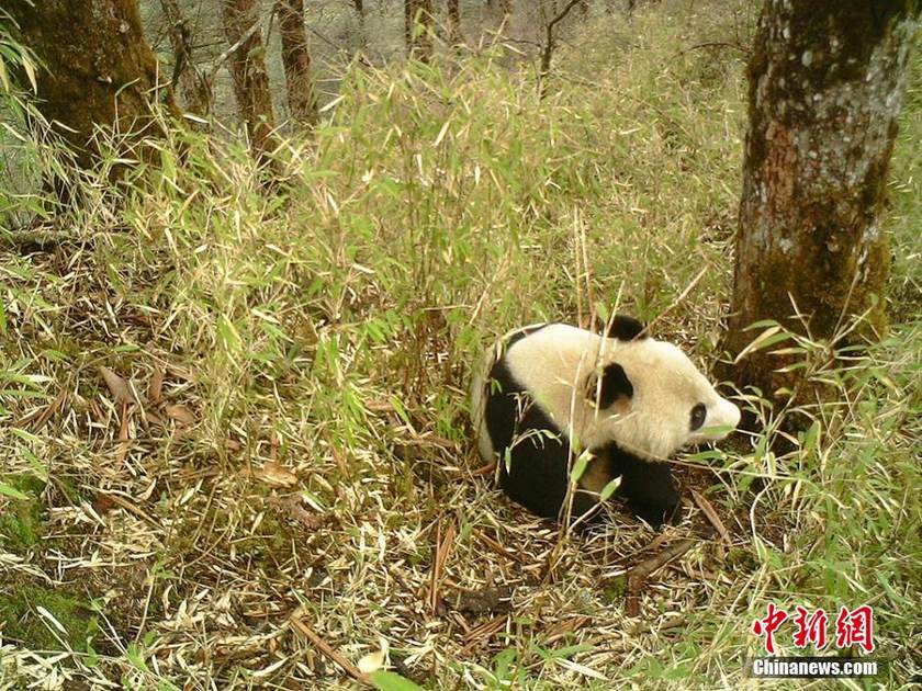 ���壺�Ĵ��������㵽��ֻҰ������èӰ��3��