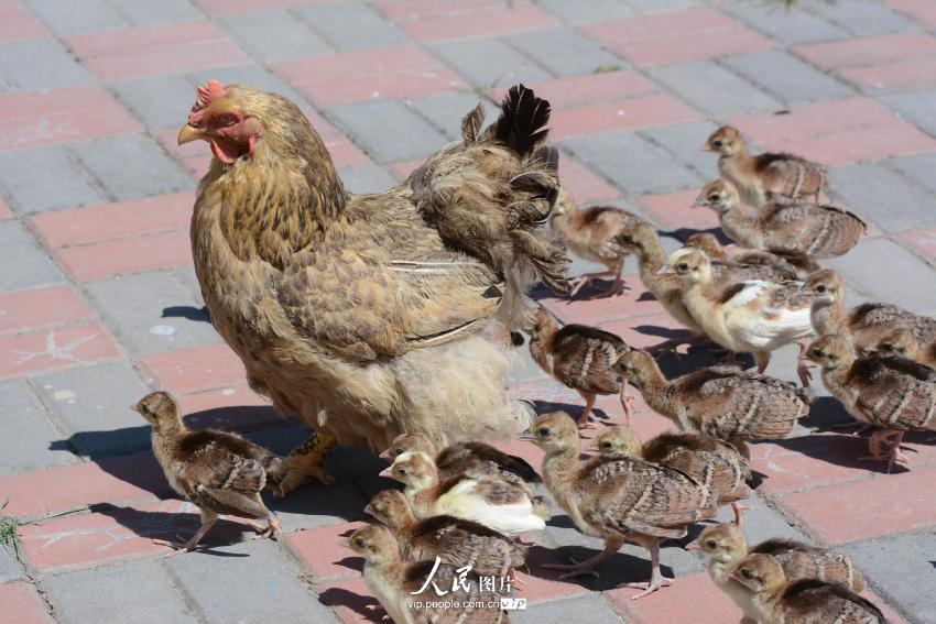 高清:吉林江南公园爱心母鸡孵60只小孔雀当