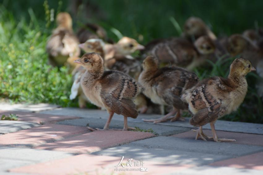 高清:吉林江南公园爱心母鸡孵60只小孔雀当