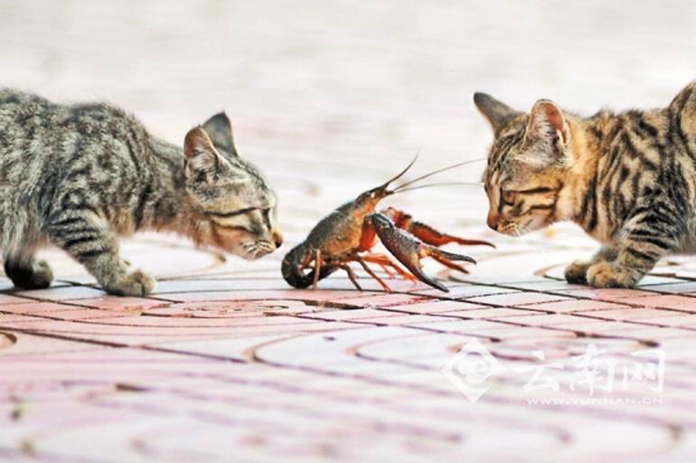高清:昆明大观河边现"猫虾大战" 小龙虾"吓"退猫组合