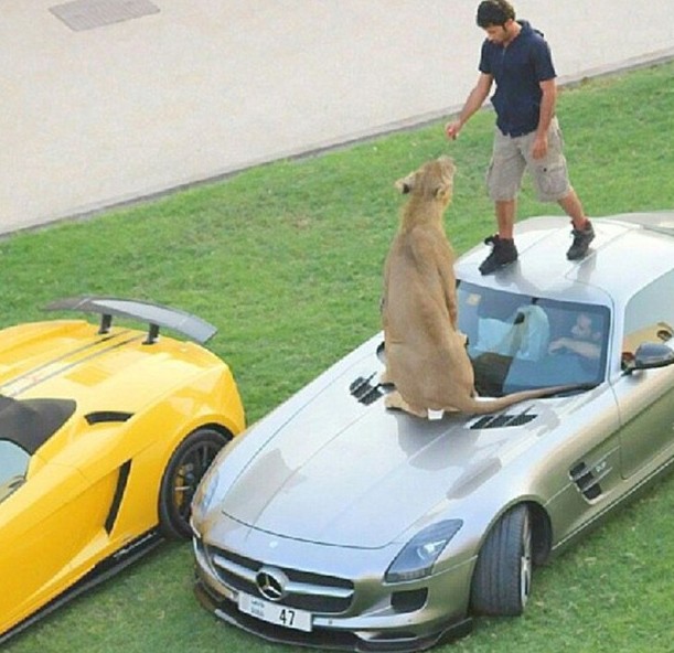 ���壺�ж�������ʨ�� ɹ�����Ÿ���2��