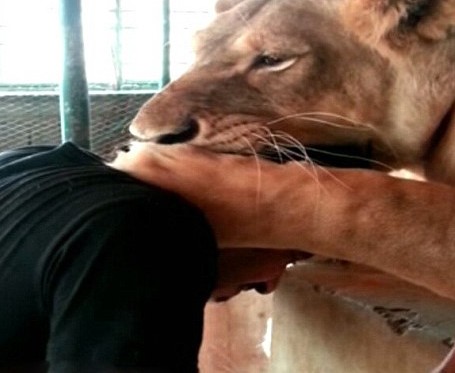 ���壺�ж�������ʨ�� ɹ�����Ÿ���6��