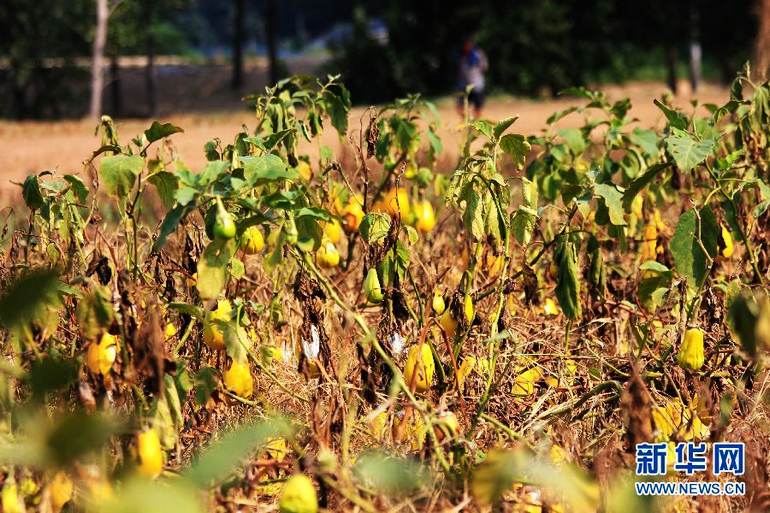 高清:河南旱情持续 水库干涸成牧场