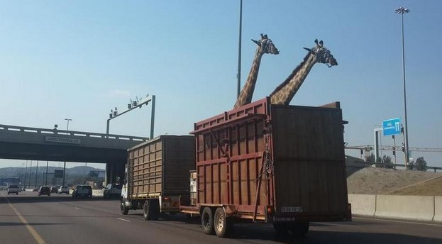 高清：南非长颈鹿运送途中撞上天桥死亡