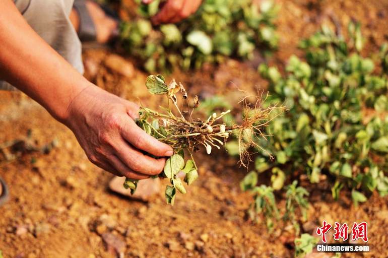 8��4�գ��������ػ�ׯ�縶���壬��Ϊ�ɺ�����Ļ���û�ܽ���κι�ʵ��