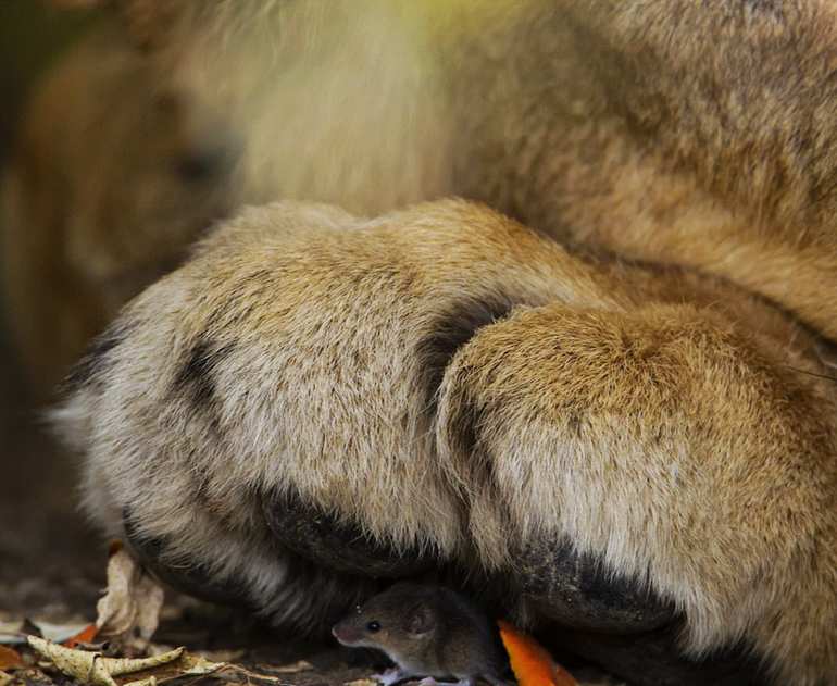 ��Ӱʦ����������˹���������ڿ���������������Masai Mara����������ʨ�ӣ�һֻ����ƽ���ز���ʨ�ӵĽ����¡�