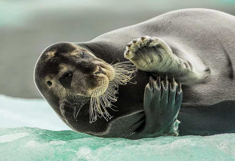 ��Ӱʦ�µǡ��￨����ɭ����Сͧ�ӽ�Ų��˹�߶����أ�Svalbard��Ⱥ��������ץ������һ�鸡���Ϸ��ɵĺ�����Ƭ��