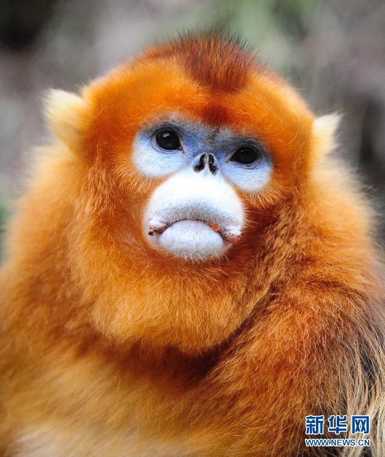 12月26日,在陕西省佛坪县熊猫谷景区,金丝猴在树丛中休息.