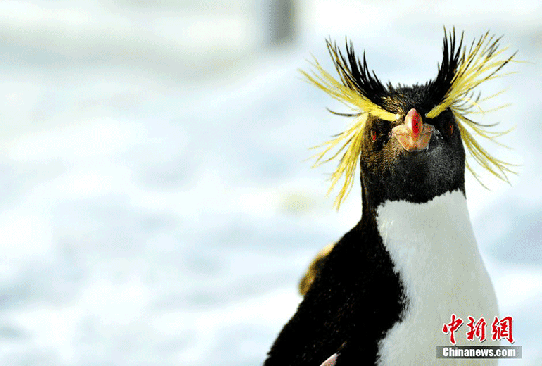 高清：跳岩企鹅来京做客 助阵冰雪嘉年华