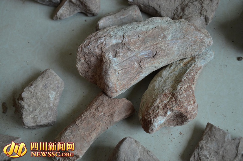 会理县文管所内收藏的趾骨化石等，罗本平摄