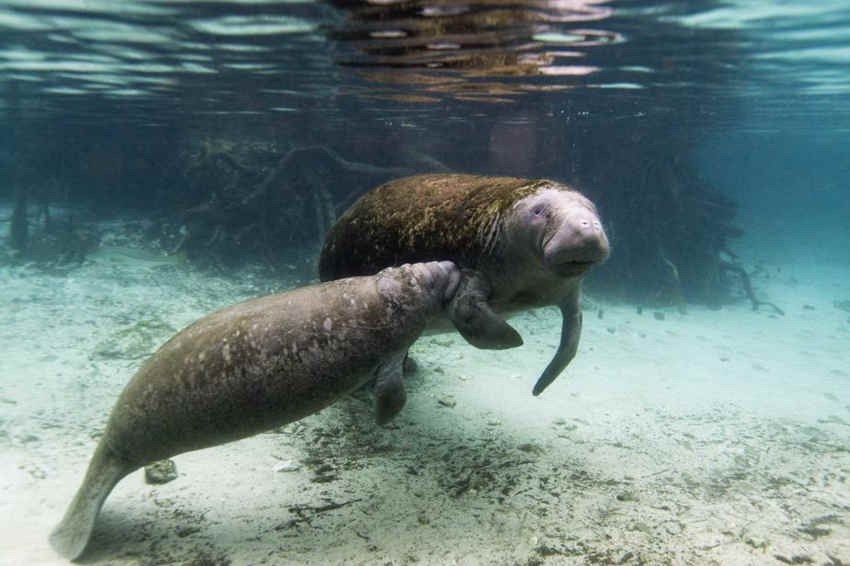 海牛海猪