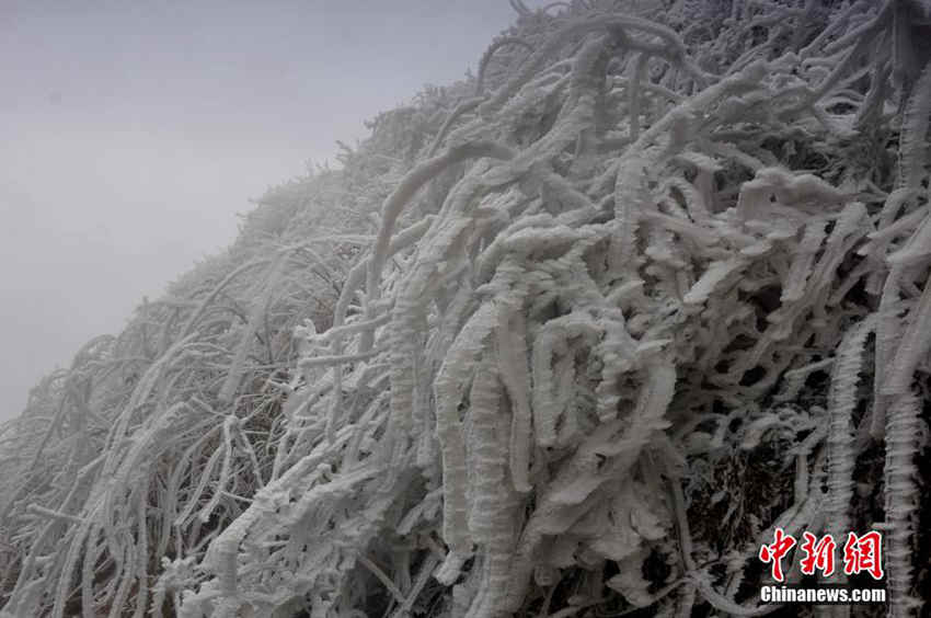 桂北高寒山区现雨夹雪草木皆冰高清