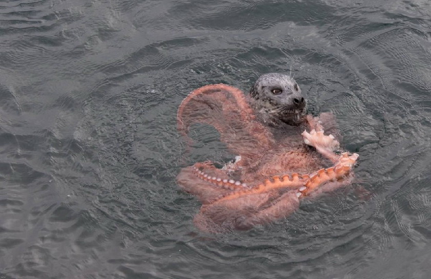 高清:摄影师拍到海豹活吞巨型章鱼--旅游--人民网