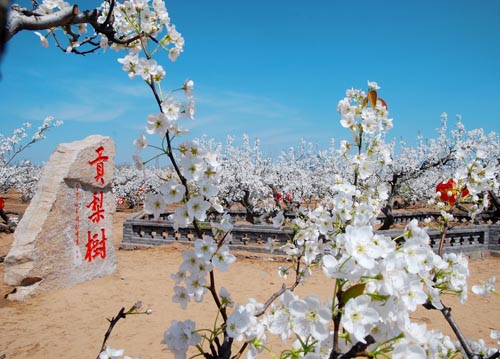 烟台市乡村旅游招商项目