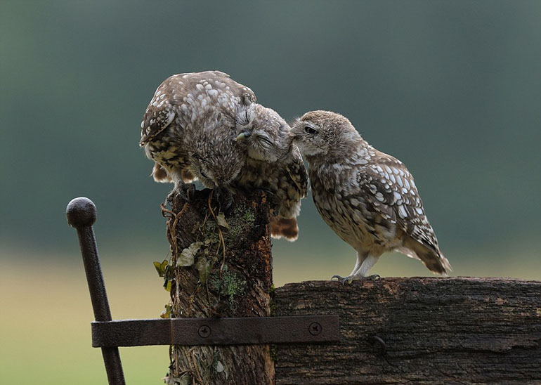 ÷ɭ�þ�ͷ��¼������һĻ������ҳ��ͼ��