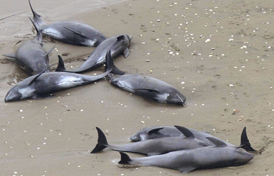 高清:130只海豚被冲上日本茨城县海岸