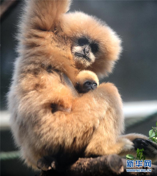���壺���϶���԰��ϡ��˿��׼ճ���Գ�������ࡾ2��