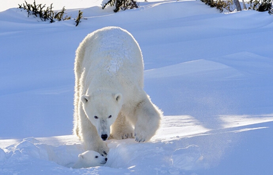 高清:摄影师拍北极熊幼崽首次下海捕鱼