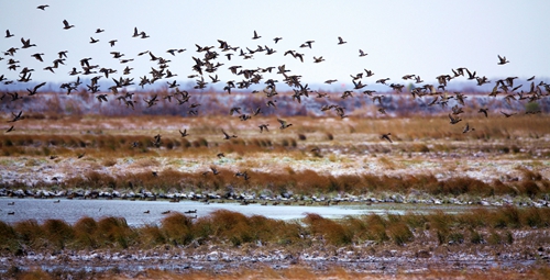 挠力河国家级自然保护区红旗岭千鸟湖湿地--旅