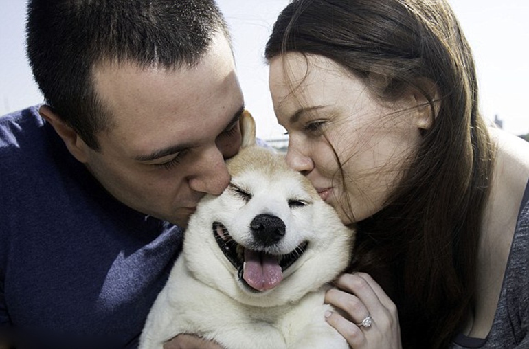 高清:美“微笑柴犬”被誉为全球最幸福小狗--旅游频道_权威全面报道旅游--人民网
