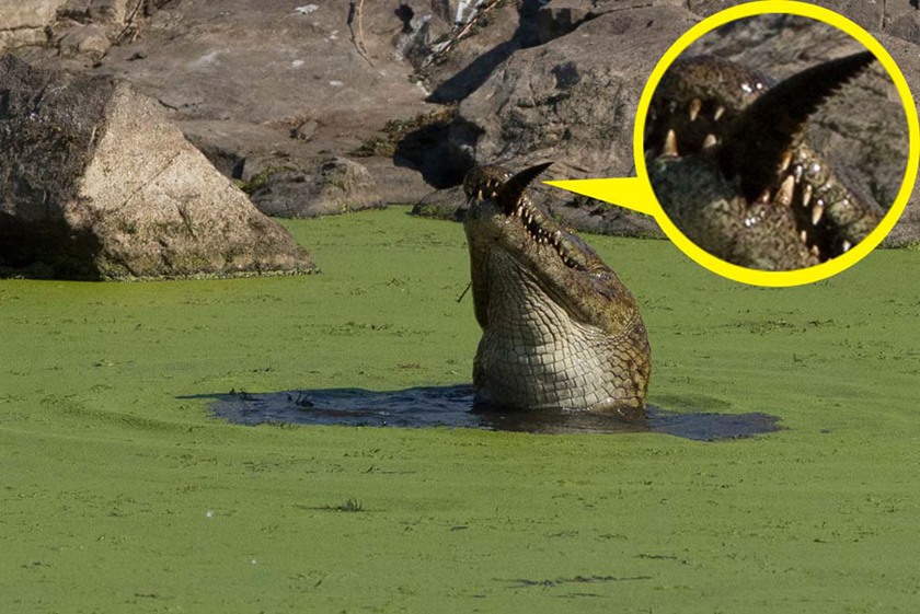 小鳄鱼被吞的只剩下一小截尾巴留在大鳄鱼嘴边。（网页截图）