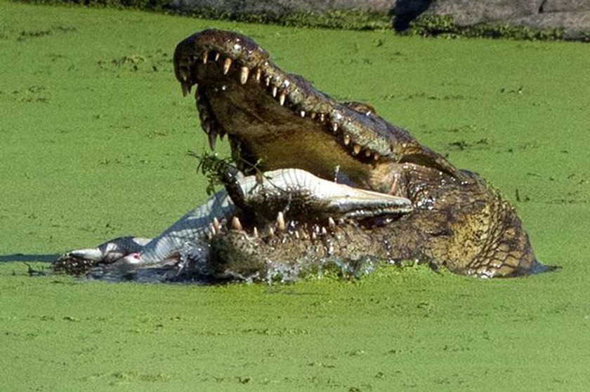 鳄鱼张开血盆大口，嘴里的鳄鱼幼崽已被咬死。（网页截图）