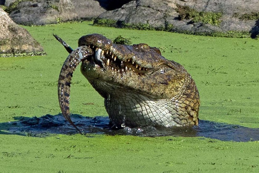 大鳄鱼在吞下整条小鳄鱼，只露出尾巴在嘴外。（网页截图）