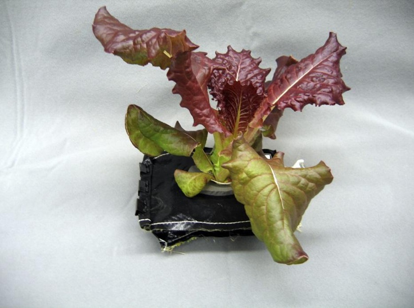 高清：宇航员太空中培育蔬菜 粉红温室内菜叶长势喜人