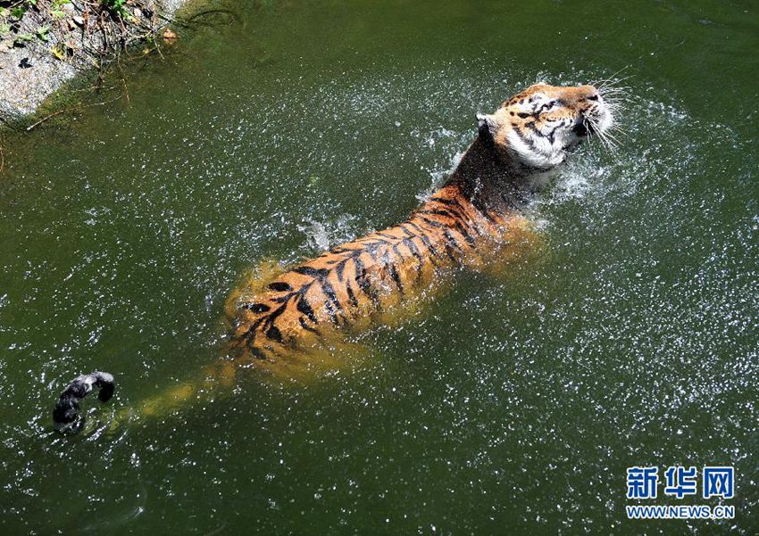  8��4�գ��人����԰��һֻ�ϻ�����ˮ���¡����գ������人���ָ�������������¶ȳ���35���϶ȣ��人����԰������Ա���ö��ַ����ﶯ���ǽ��±�� ʷΰ ��