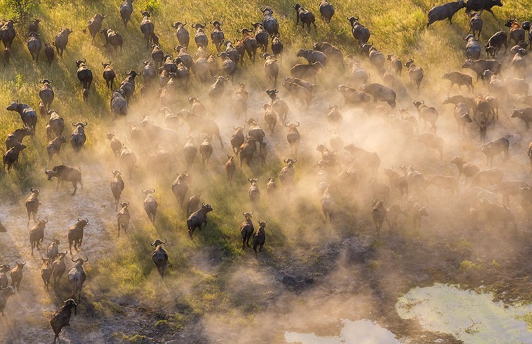 高清：摄影师高空俯拍非洲野生动物记录壮丽美景【3】