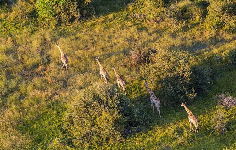 高清：摄影师高空俯拍非洲野生动物记录壮丽美景