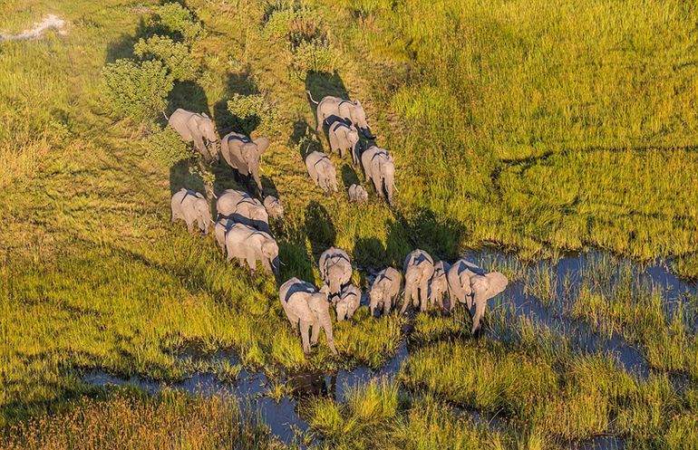 高清：摄影师高空俯拍非洲野生动物记录壮丽美景【5】