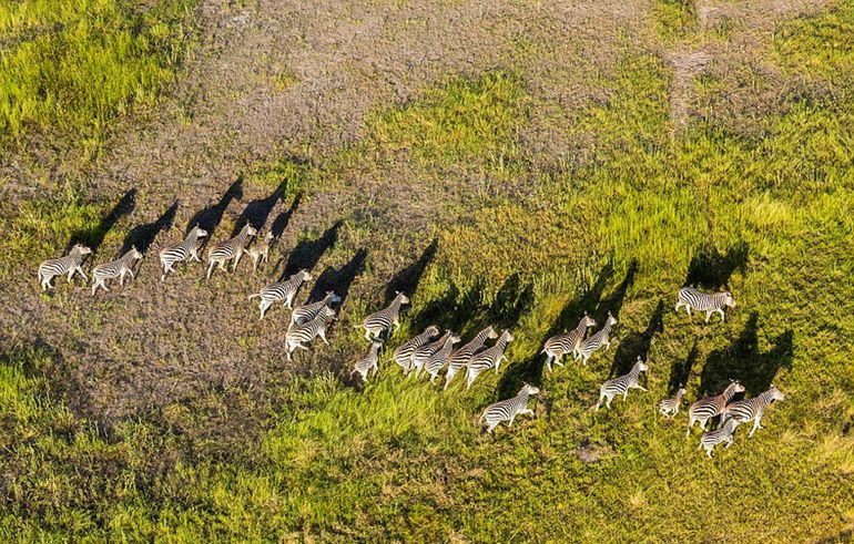 高清：摄影师高空俯拍非洲野生动物记录壮丽美景【6】